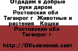 Отдадим в добрые руки даром - Ростовская обл., Таганрог г. Животные и растения » Кошки   . Ростовская обл.,Таганрог г.